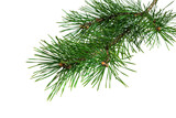 Fototapeta  - spring pine on a transparent isolated background. PNG