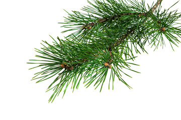 spring pine on a transparent isolated background. png