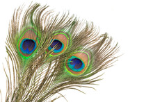 Peacock Feather On A Transparent Isolated Background. PNG
