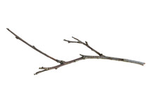 Dry Twig On A Transparent Isolated Background. Png