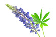 lupine on transparent isolated background. PNG