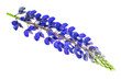 lupine on transparent isolated background. PNG