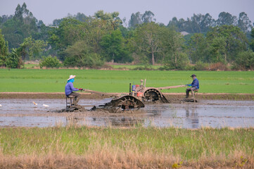 Wall Mural - Farmers are planting rice in the fields.