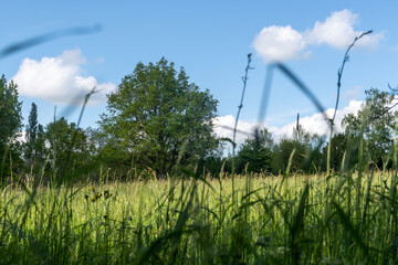 Wall Mural - grass and blue sky