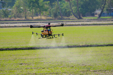 Wall Mural - Farmers use drones for agriculture to spray fertilizers or agricultural chemicals.