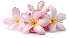 Pale Pink Plumeria Flowers Isolated On White Background, Fine Details, Saturated, High Contrast, Studio Lighting, Natural Photography, Award Winning