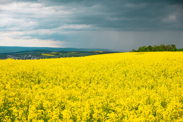 Landscape with yellow blooming raps field, agriculture in spring, countryside in Germany, cultivated farmland
