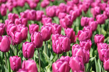 Wall Mural - Pink tulips with green leaves on a field in the Netherlands in springtime. Background image with selective focus.  