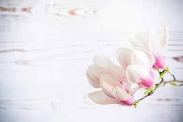 Poster - Branch with blooming pink Magnolia flowers on wooden background