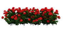 Red Rose Tree Png Images _ Flower Bush Images _ Tree Images _ Red Rose Isolated In White Background _ Decorated Flower Plant Images 
