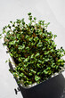 Photo of a fresh young natural bio and eco organic microgreen plants in plastic pots on a harsh sun light  on white background close up macro top view