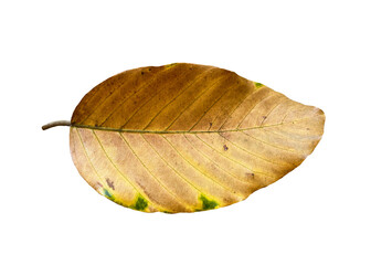leaf png images _ leaf in isolated white background _ tree images _ decorated leaf images 