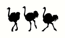Vector Drawing. Ostrich In The Steppe