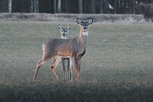 White Tailed Deer In A Field With A Tree In The Background