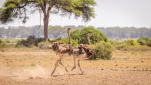 Two Female Masai Ostrich (Struthio Camelus Massaicus) Running Away, Amboseli National Park, Kenya.