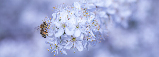 Wall Mural - Buzzing Beauty: A Close-up of a Bee on a Fruit Tree Blossom