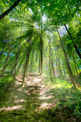 Wall Mural - Wide angle image of the trail in the woods. HDR image