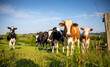 Troupeau de vaches laitières dans les champs en France.
