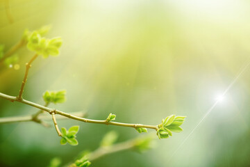 Poster - sun shines over the branch of tree