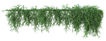 Ivy Green With Leaf, Trailing Rosemary, Creeping Rosemary Or Prostrate Rosemary. Png Transparency