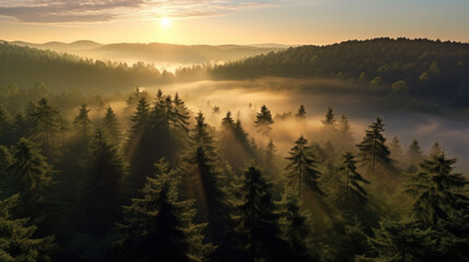  Morning Glory in the North German Forest. Generative AI
