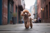 Fototapeta Uliczki - Full-length portrait photography of a happy poodle walking against urban streets and alleys background. With generative AI technology