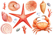 Watercolor Seashells Set Isolated Background. Hand Drawn Illustration. Realistic Sea Shell, Starfish, Crab For Design.