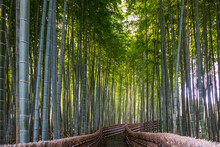 Green Bamboo Forest With Steps Leading Down In Arashiyama, Kyoto, Japan