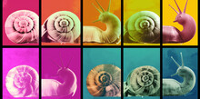 Contemporary Banner X Ray Graffiti Style Snails Pattern On Pastel Background, Generative Ai Illustration