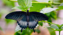 Butterfly Great Mormon Papilio Memnon