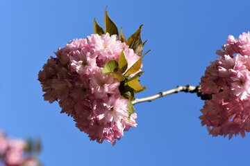 Sticker - Sakura blossom