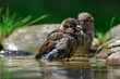 House sparrows, females bathe in the bird's water hole. Moravia. Czechia.