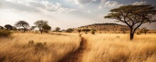 Panoramic View Of Typical African Landscape With A Walking Path In Savannah. Generative Ai View With Long Grass And Trees