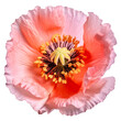 a poppy flower
