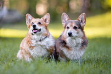 Beautiful Purebred Pembroke Welsh Corgi Dog , An Oldy And Very Kind Dog, Outdoor Portrait On The Green Forest Background
