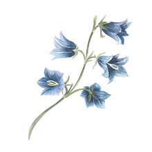 Hand Drawn Watercolor Bluebell Flower Illustration. Painted Bellflower Sketch Botanical Herbs Isolated On White Background