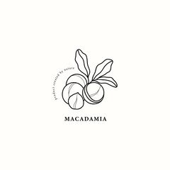 Wall Mural - Line art macadamia nut illustration