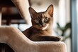 Lifestyle portrait photography of a happy burmese cat wall climbing against a cozy living room background. With generative AI technology