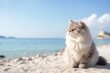 Lifestyle portrait photography of a happy persian cat crouching against a serene beach. With generative AI technology