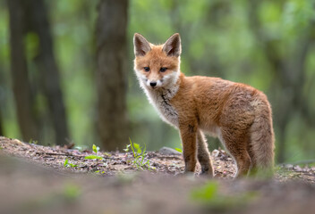 Wall Mural - Cute young red fox in the forest ( Vulpes vulpes )