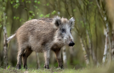 Wall Mural - wild boar ( sus scrofa ) close up