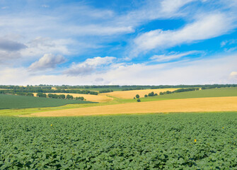 Canvas Print - Field with sprouts of sunflower and wheat