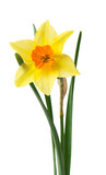 Fototapeta Desenie - yellow daffodil isolated on a white background

