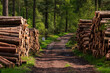 A walk through Beacon wood in Penrith Cumbria With log piles lining the path.