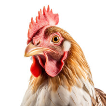 Chicken Face Shot Isolated On Transparent Background Cutout