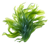Fototapeta  - seaweed isolated on transparent background