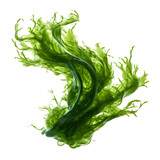 Fototapeta  - seaweed isolated on transparent background