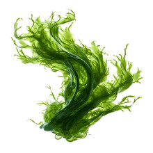 Seaweed Isolated On Transparent Background