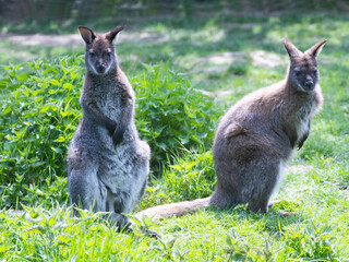 Poster - two red-necked wallaby sitting in the grass