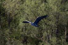 Blue Heron In Flight Over The Narew River In Poland